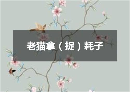 老猫拿（捉）耗子