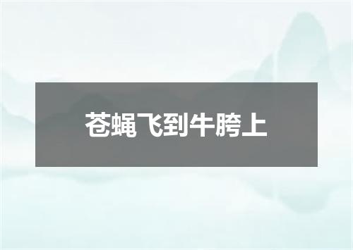 苍蝇飞到牛胯上