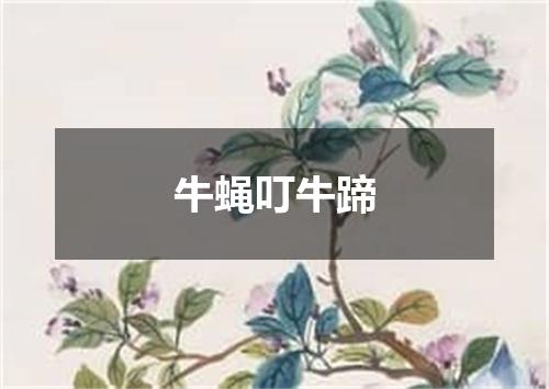 牛蝇叮牛蹄