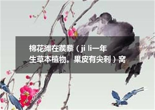 棉花摊在蒺藜（ji li一年生草本植物。果皮有尖刺）窝
