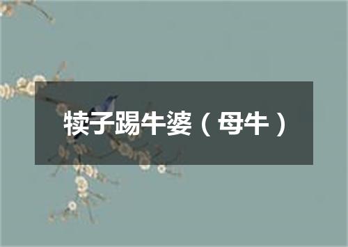 犊子踢牛婆（母牛）