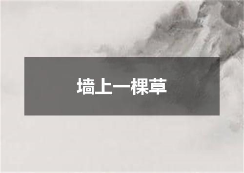 墙上一棵草