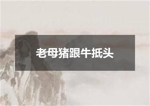 老母猪跟牛抵头
