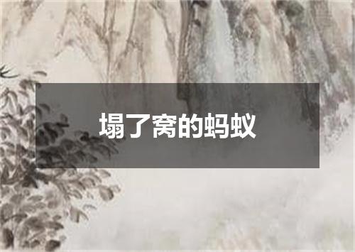 塌了窝的蚂蚁