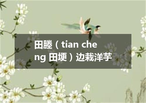 田塍（tian cheng 田埂）边栽洋芋