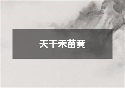 天干禾苗黄