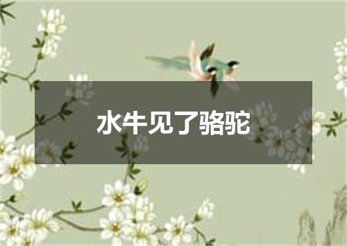 水牛见了骆驼