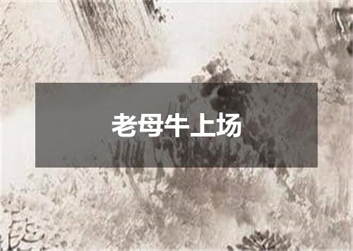 老母牛上场