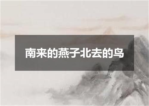 南来的燕子北去的鸟