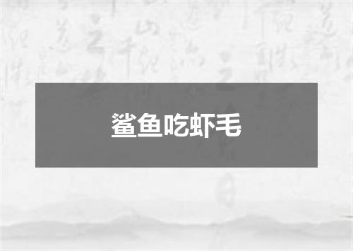 鲨鱼吃虾毛