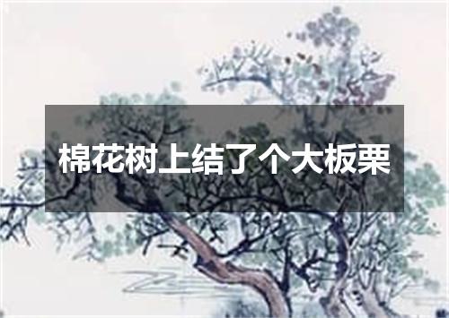 棉花树上结了个大板栗