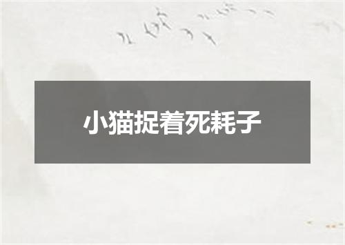 小猫捉着死耗子