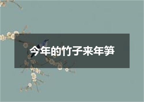 今年的竹子来年笋