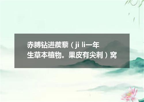 赤膊钻进蒺藜（ji li一年生草本植物。果皮有尖刺）窝
