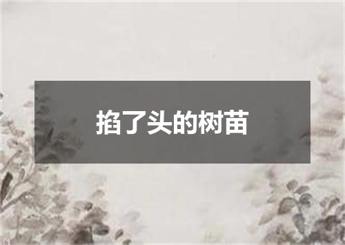 掐了头的树苗