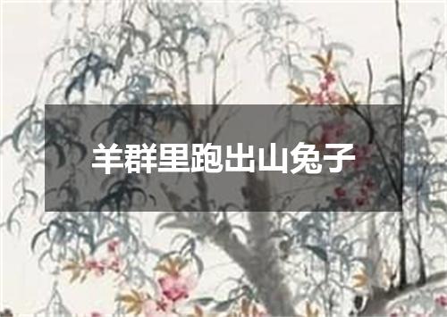 羊群里跑出山兔子