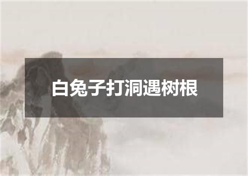 白兔子打洞遇树根