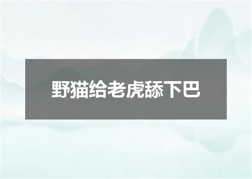野猫给老虎舔下巴