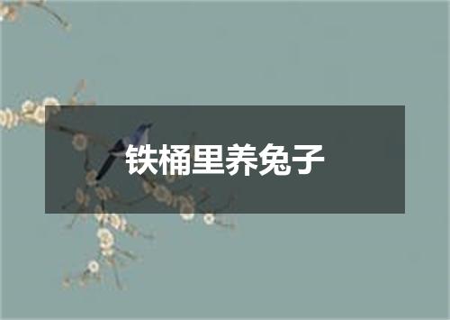 铁桶里养兔子
