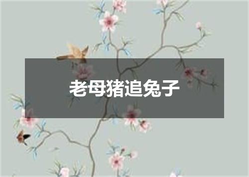 老母猪追兔子