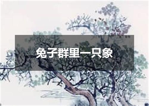 兔子群里一只象