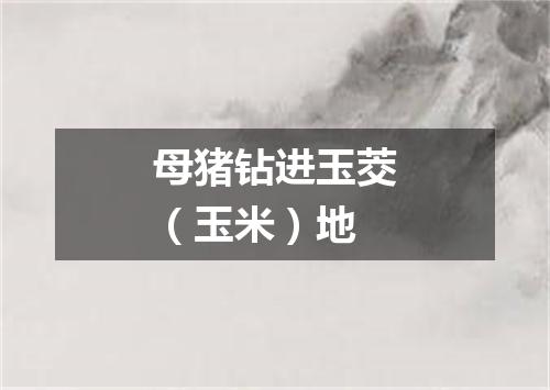 母猪钻进玉茭（玉米）地
