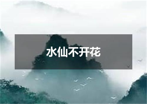 水仙不开花