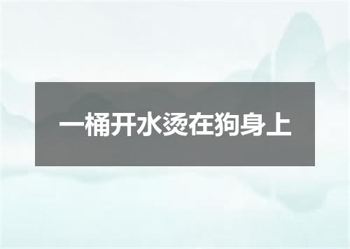 一桶开水烫在狗身上