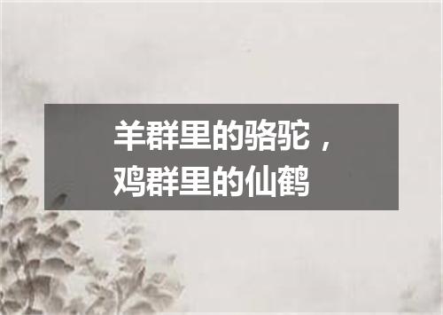 羊群里的骆驼，鸡群里的仙鹤