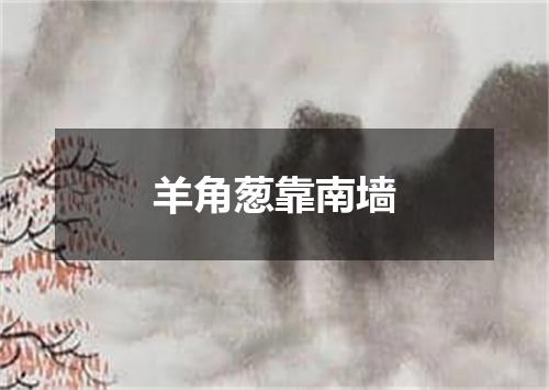 羊角葱靠南墙