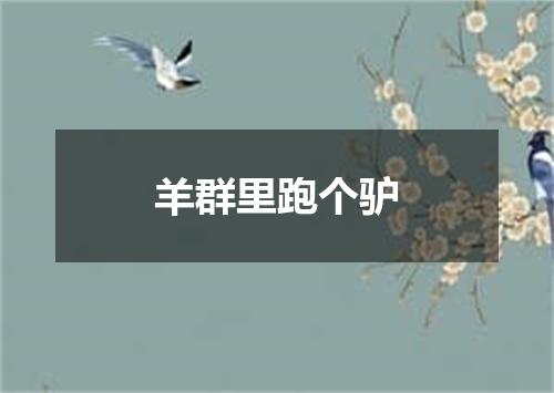 羊群里跑个驴