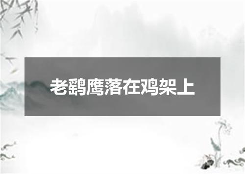 老鹞鹰落在鸡架上
