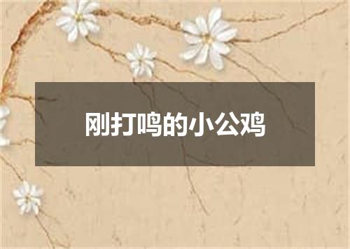 刚打鸣的小公鸡