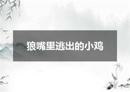狼嘴里逃出的小鸡