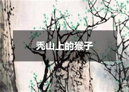 秃山上的猴子