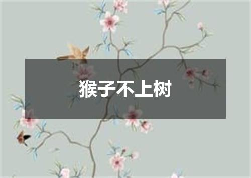 猴子不上树