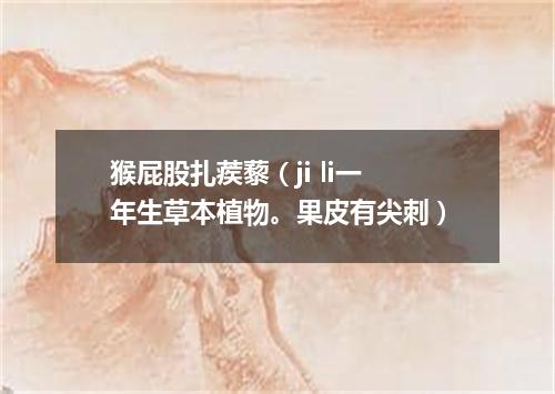 猴屁股扎蒺藜（ji li一年生草本植物。果皮有尖刺）
