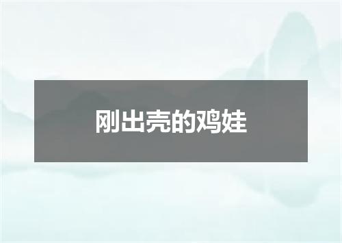 刚出壳的鸡娃