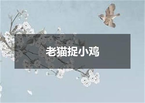 老猫捉小鸡