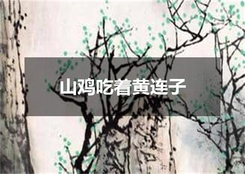 山鸡吃着黄连子