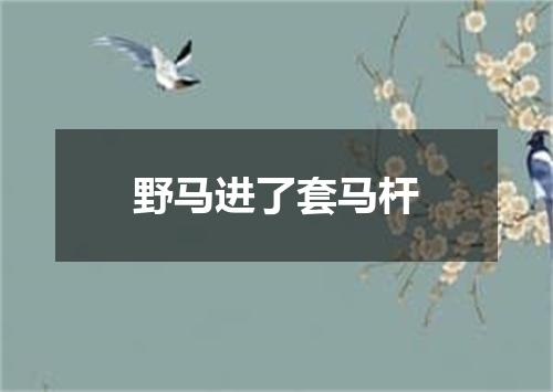 野马进了套马杆