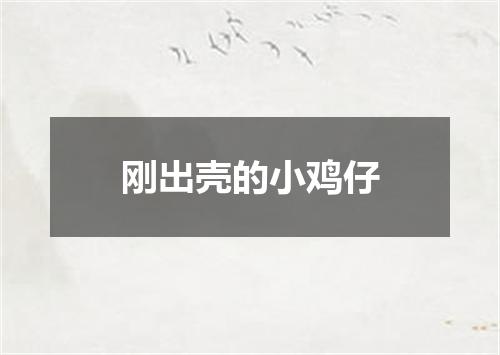 刚出壳的小鸡仔