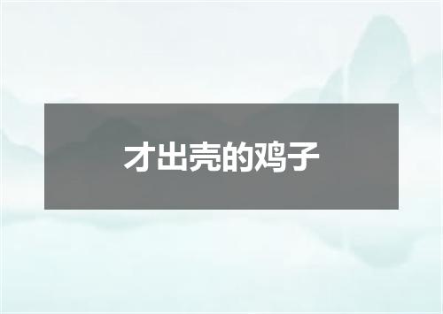 才出壳的鸡子
