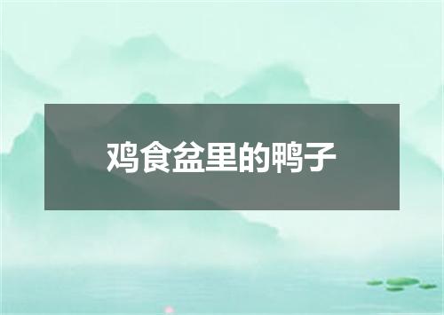 鸡食盆里的鸭子