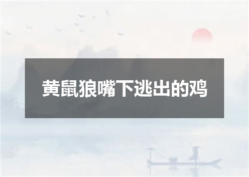 黄鼠狼嘴下逃出的鸡