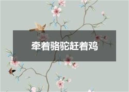 牵着骆驼赶着鸡