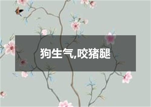 狗生气,咬猪腿