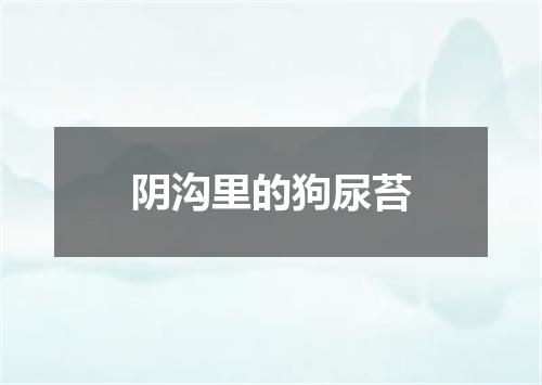 阴沟里的狗尿苔