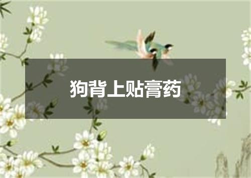 狗背上贴膏药