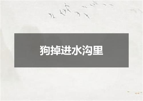 狗掉进水沟里